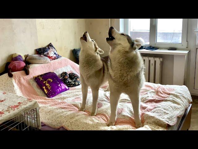 HUSKY SING AND TALKING. DUET TWO HUSKIES. Wolf howl.