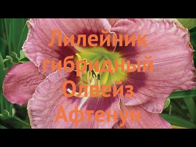 Лилейник гибридный Олвейз Афтенун  обзор: как сажать, луковицы лилейника Олвейз Афтенун