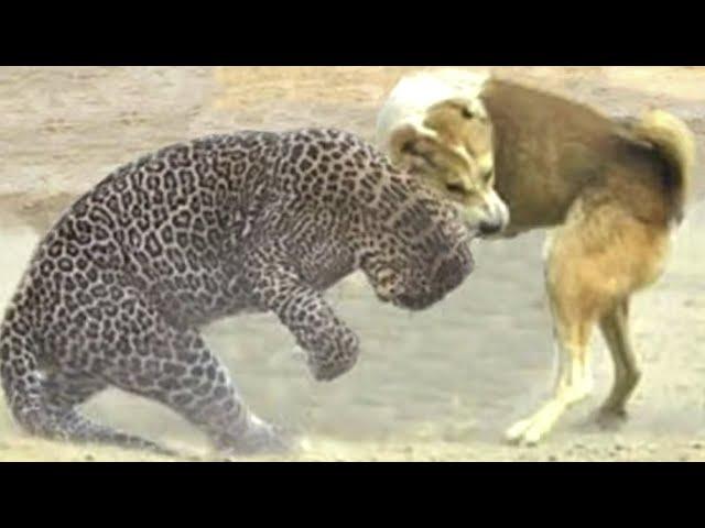 LEOPARD VS DOGS! Leopard attacks dogs. Leopard in Action PART 5