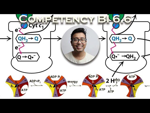 Q Cycle| Chemiosmotic hyphothesis| ATP Synthase (Binding change model)- Energetics and Regulation.