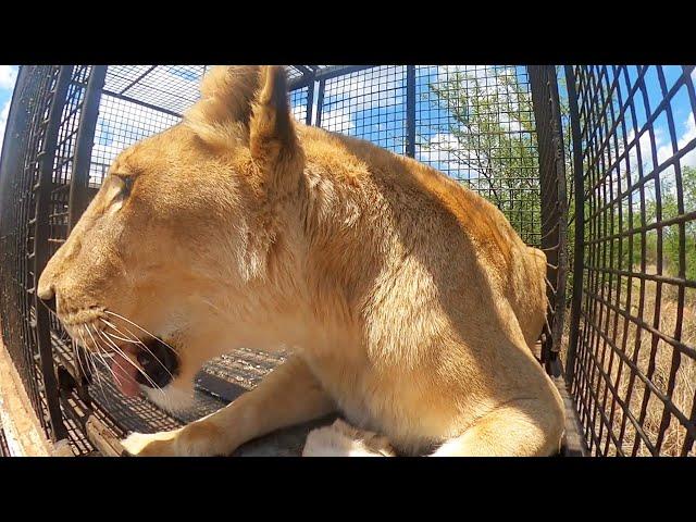 Moving Lions Time Warp | The Lion Whisperer