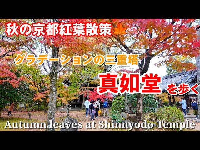 11/22(金)秋の京都紅葉散策色付き進む紅葉名所 真如堂を歩く【4K】Autumn leaves at Shinnyodo Temple