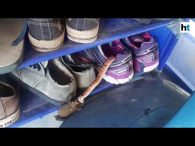 Thai woman finds snake eating a toad in her shoes