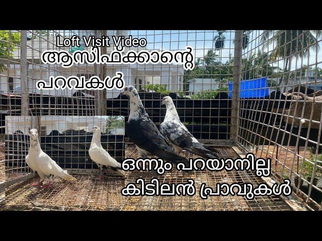 ആസിഫ്ക്കയുടെ ലോഫ്റ്റ് വിസിറ്റ് /Haifa pigeon/loft visit