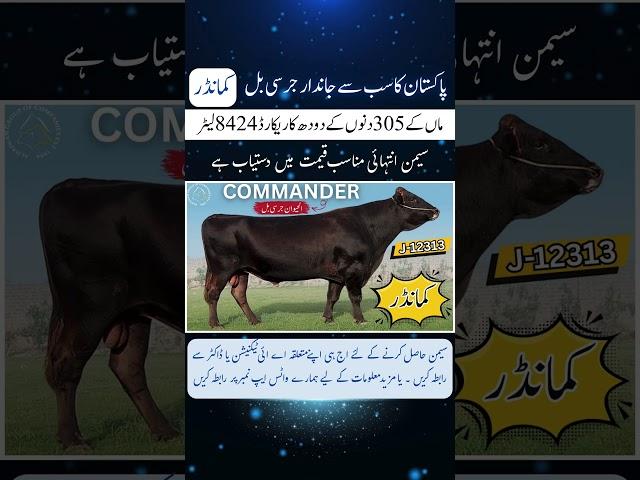پاکستان کا سب سے جاندارجرسی بل - کمانڈر
