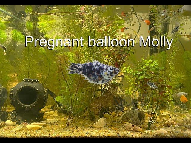 New pregnant balloon Molly gives birth to over 30 fry