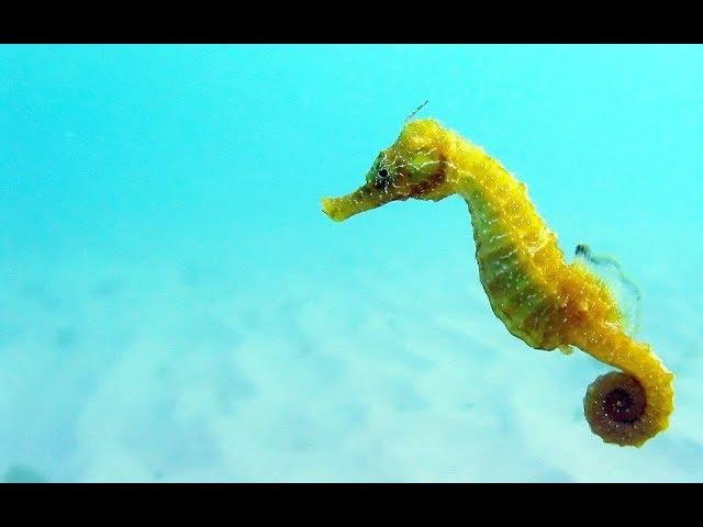 Facts: The Seahorse