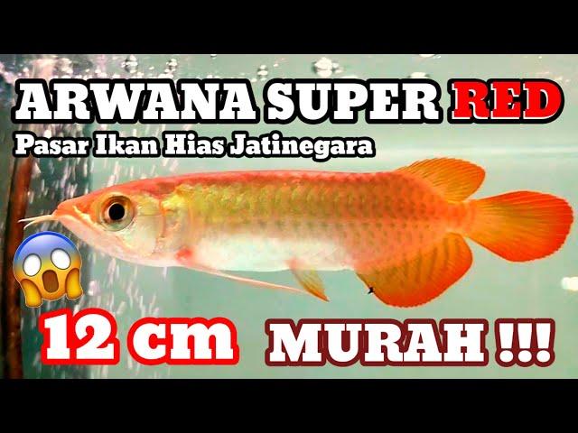 Murah‼️Harga Ikan Arwana Super Red di Pasar Ikan Hias Jatinegara | Buktikan Saja 