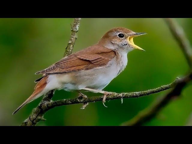 MUY DULCE LLUVIA, PÁJAROS Y MÚSICA RELAJANTE Alivia el Estrés y la Ansiedad Sueño Profundo ⏩10H