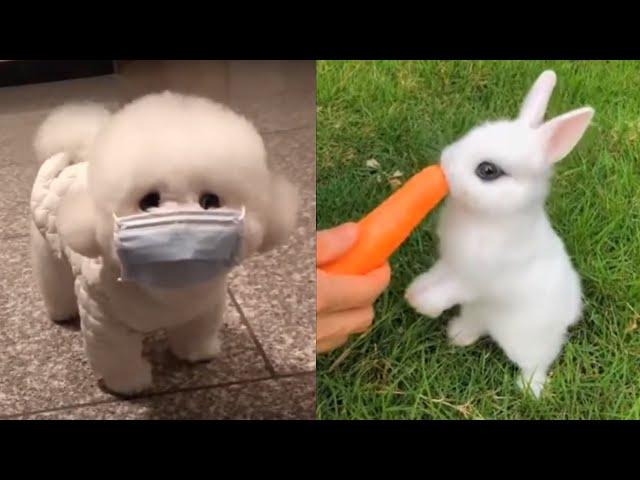 Super Cute Animals Video Compilation | 超级可爱的动物视频