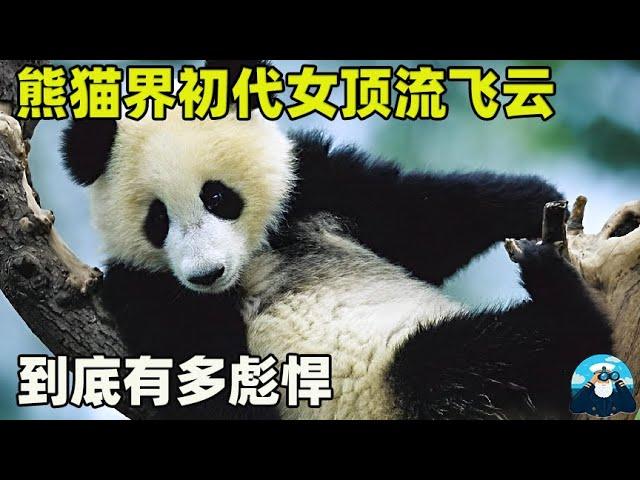 熊猫界初代女顶流，把金虎揍到怀疑熊生，飞云到底有多彪悍！【船长动物园】