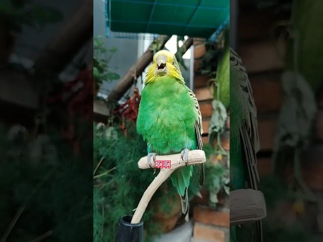 #潮流星创计划#年轻人养宠图鉴 #cuteparrot #parrot  #birds