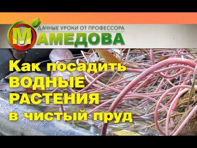Как посадить ВОДНЫЕ РАСТЕНИЯ в Чистый Пруд
