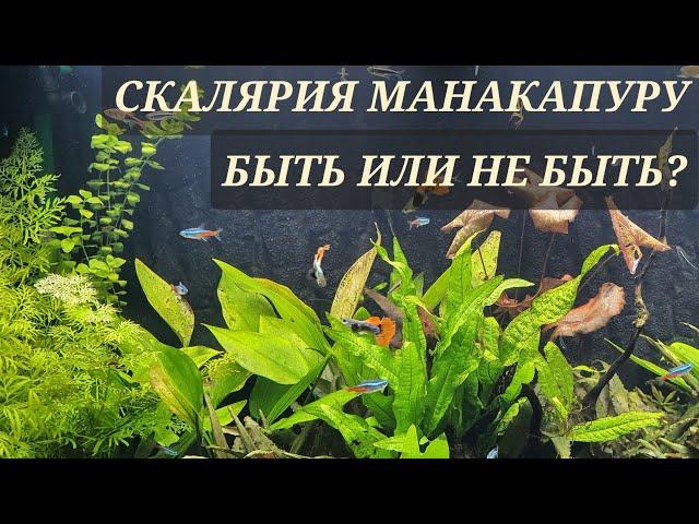 Скалярия Манакапуру ( Pterophyllum manakapuru ) быть или не быть?