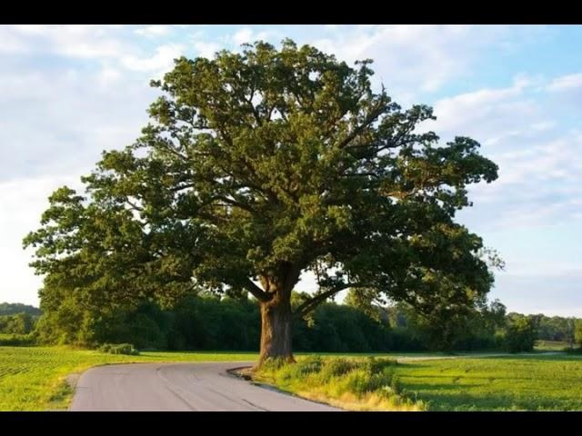 Bur Oak Tree Identification | Weaver Family Farms Nursery