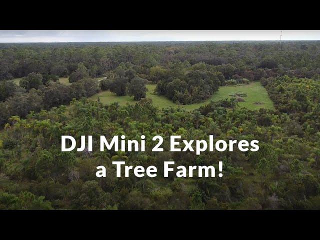DJI Mini 2 Explores a Tree Farm!