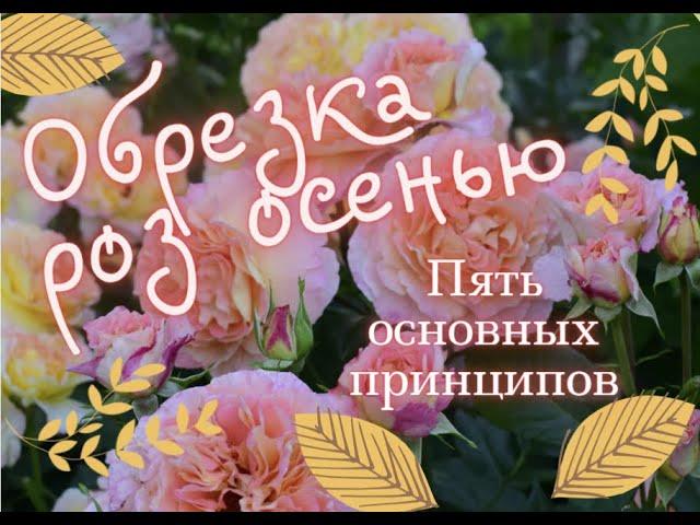 Обрезка роз осенью.  Как?   Почему?  Пять основных принципов.