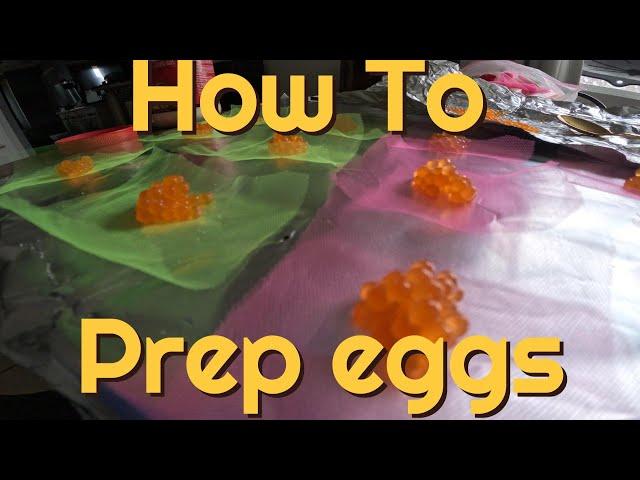 How to Prep Eggs for Storage and Fishing. Freezing, Curing Tips! Useful for Trout and Salmon Eggs