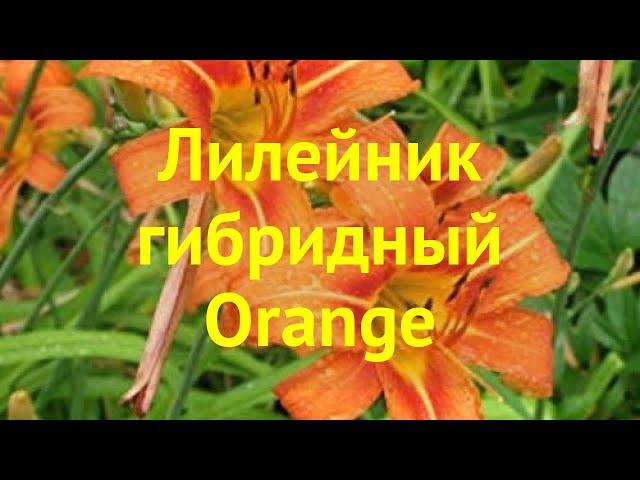 Лилейник гибридный Оранж. Краткий обзор, описание характеристик hemerocallis Orange
