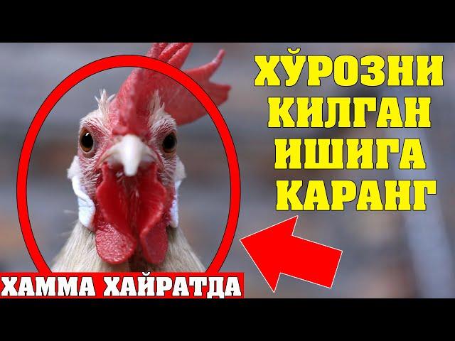 ТЕЗДА КУРИНГ УШБУ ВИДЕОНИ ХЕЧ КИМ ТУШУНТИРИБ БЕРОЛМАДИ