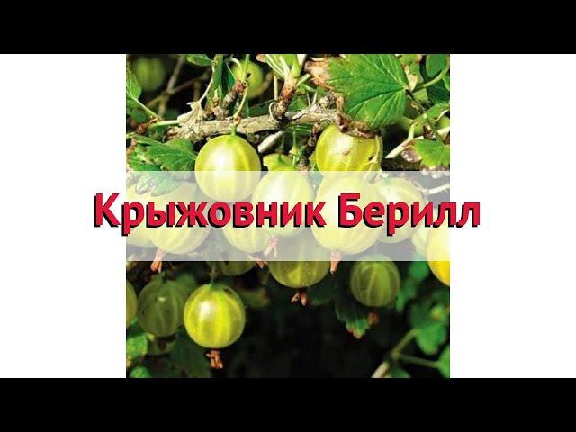 Крыжовник обыкновенный Берилл  Обзор: посадка и уход. крупномеры крыжовника: описание и особенности