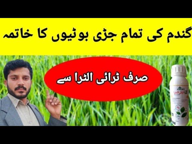 Eliminate all wheat weeds || weeds control || Jutt Agri tips