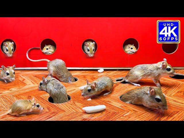 Cat games mouse hide & seek, squeaking and playing for cats to watch | 10 hour cat tv 4k 60fps