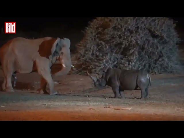 Gewaltige Stoßzahn Attacke! Elefant spießt ein Nashorn auf!