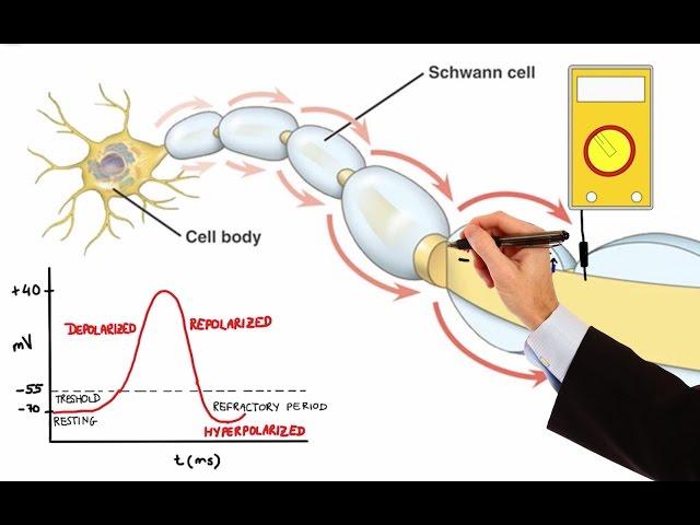 NEURON ACTION POTENTIAL (MADE EASY)