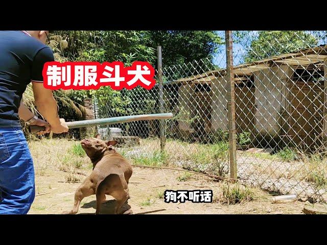 比特犬不听话，狗主人抡起大棒子，训练猛犬简单有效