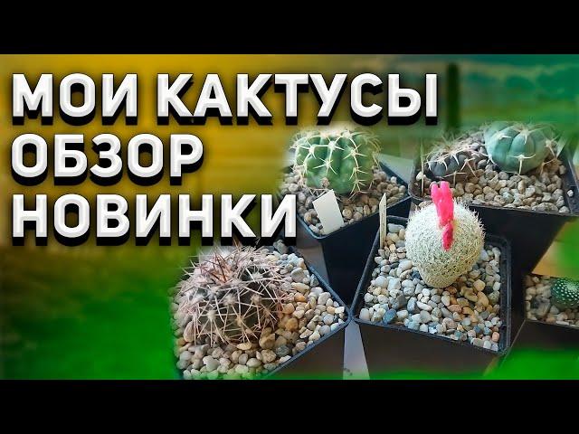 Мои кактусы. Обзор. Новые кактусы. Discocactus. Уход за кактусами.