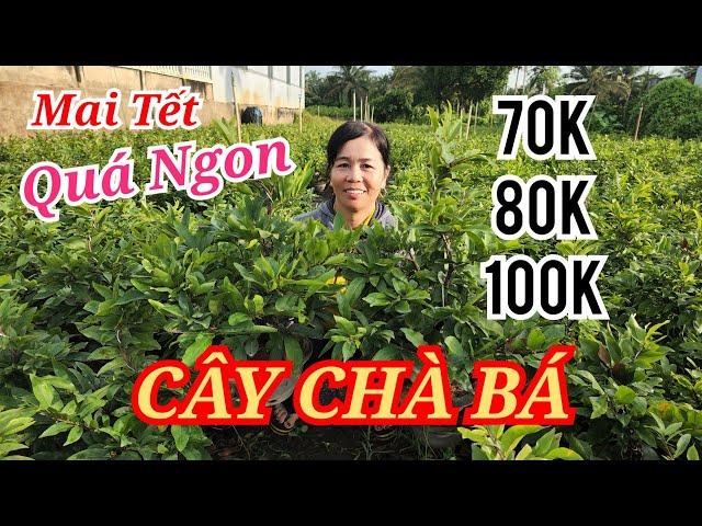  HẰNG 0374167056 MAI GHÉP CHƠI TẾT CÂY TO 70-80K QUÁ NGON BAO SHIP 28/11/2024 | Bến Tre Ơi