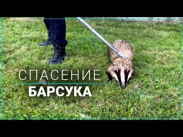 Барсука доставали из ловушки с помощью подъемного крана
