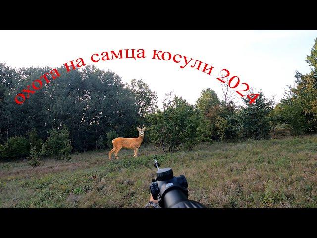 охота на самца косули на реву 2024