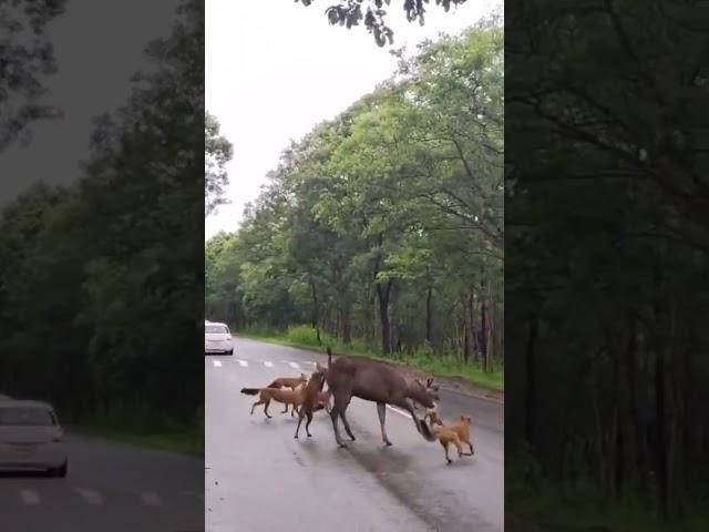 Wild Dogs attacking Sambar Deer #shorts #ytshorts #wildlife #wildlifephotoghraphy #travelfromhome