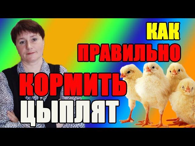 Как ПРАВИЛЬНО кормить цыплят С ПЕРВЫХ дней жизни.