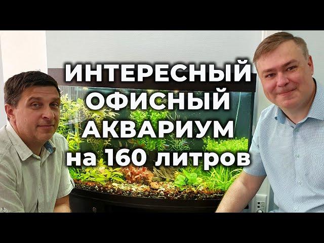 Очень интересный офисный аквариум травник  Обзор