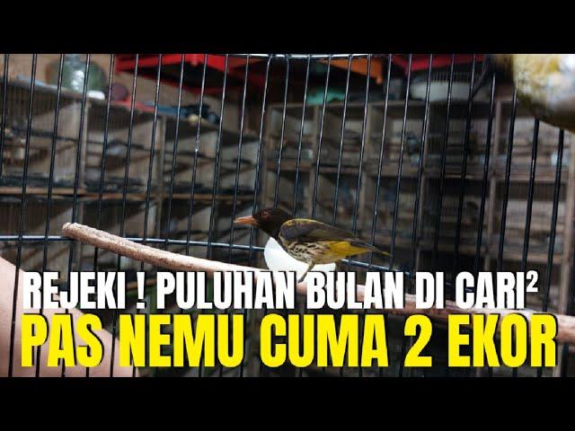 PULUHAN BULAN CARI BURUNG LANGKA SEPERTI INI GAK DAPET ! PAS NEMU CUMA 2 EKOR