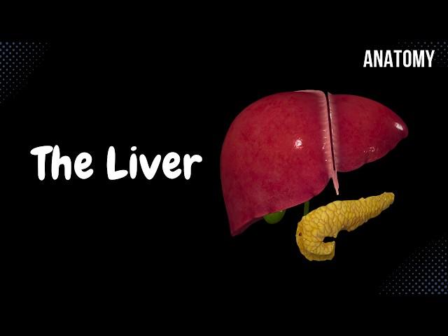 Liver Anatomy (Function, Topography, External Structures, Ligaments)