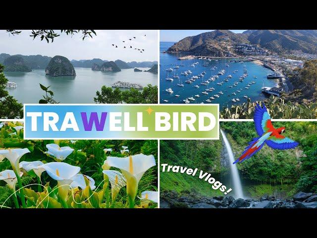 Trawell Bird - Intro