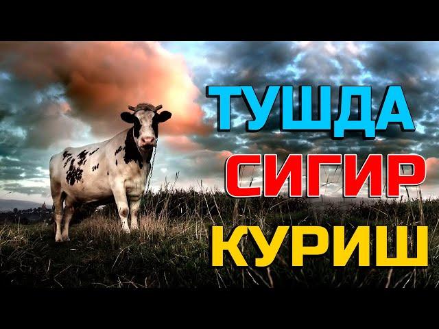 Туш табири - Тушда сигир куриш