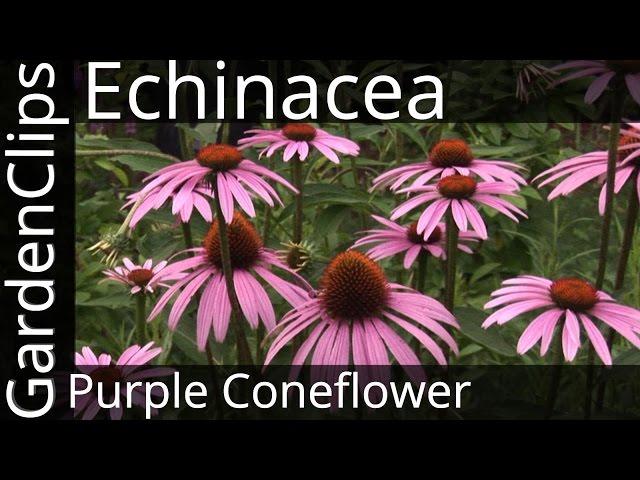 Echinacea Purpurea - Purple Coneflower - Growing Echinacea