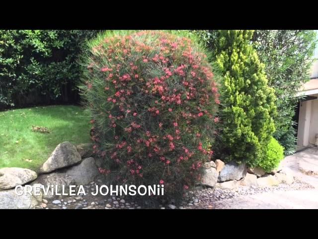 Grevillea johnsonii. Garden Center online Costa Brava - Girona.