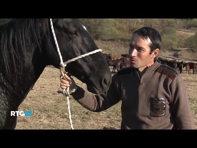 Карачаевская порода лошадей Karachayev breed of horses 12+