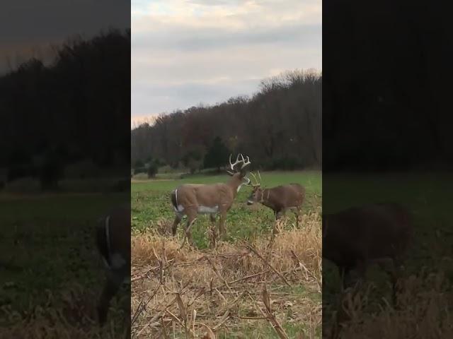 Buck Fight!