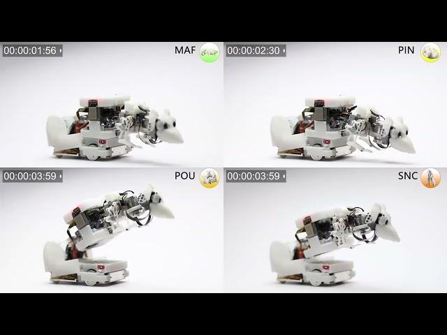 AI infiltrates the rat world: New robot can interact socially with real lab rats