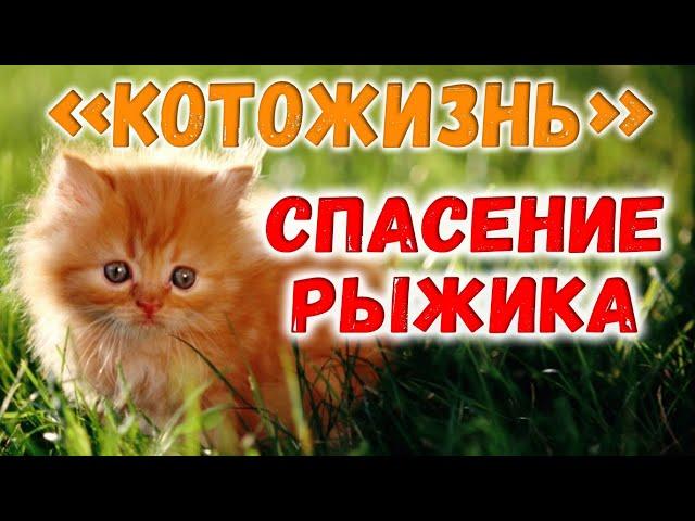 НАХОДКА И СПАСЕНИЕ КОТЕНКА-РЫЖИКА!  КОТОЖИЗНЬ! - СМОТРИТЕ ПРОДОЛЖЕНИЕ ПО ССЫЛКЕ В ОПИСАНИИ!