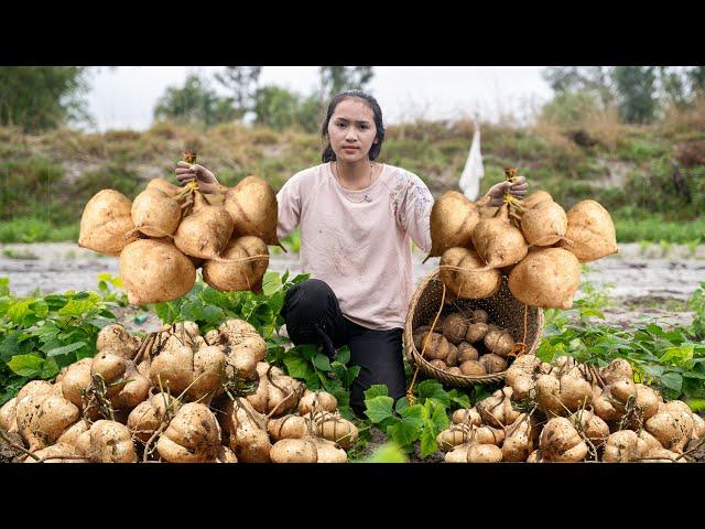 Harvesting JICAMA, Harvesting PEANUTS...Goes To The Market Sell -Making garden / Cooking