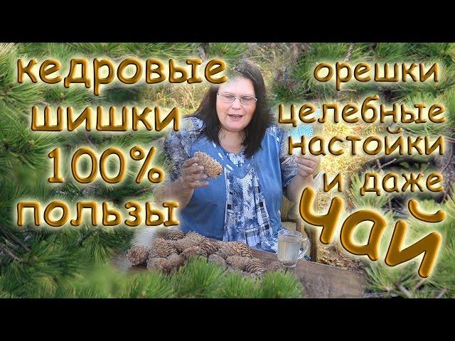 КЕДРОВЫЕ ШИШКИ - 100% пользы: орешки, целебные настойки и даже ЧАЙ