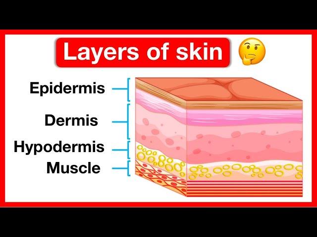 Layers of skin  | Human skin anatomy | Easy learning video | 5 senses